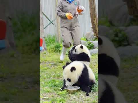 いろいろなことに興味を持っているパンダ🥰Panda curious about many things