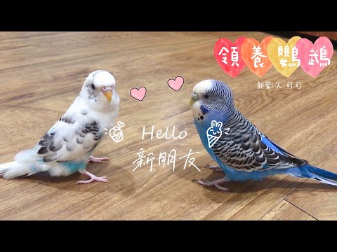 16｜領養鸚鵡｜新成員✨叮叮｜虎皮鸚鵡Budgie Vlog