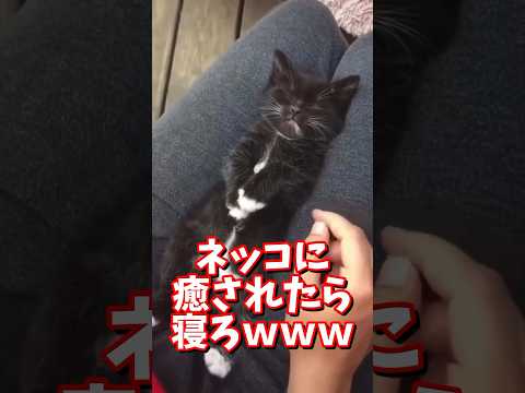 ネッコの動画で癒されたら寝ろｗｗｗ　#2ch #2ch動物スレ #2ch面白いスレ #動物 #犬 #猫 #癒やし #ねこ