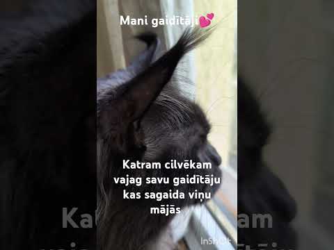 Un kā sauc tavu gaidītāju? #настроение #pets #funnycats #позитив #catlover #cutecat #animals #cat