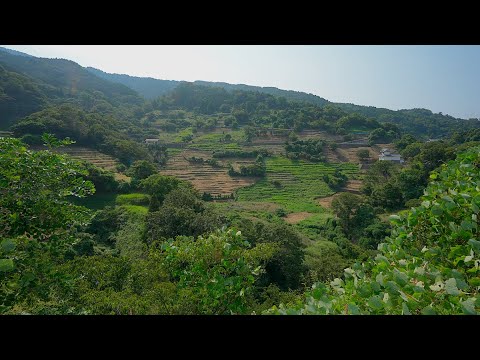 Walking tour Nashigadaira Senmaida Japan[4KHDR]散策 梨子ヶ平千枚田 福井県越前町