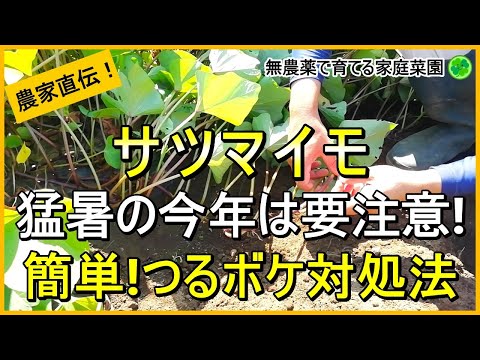 【サツマイモ】今すぐできるつるボケ対策とつる返しについて解説！【有機農家直伝！無農薬で育てる家庭菜園】　24/7/27