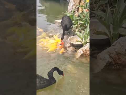 アウウッ🥲なんて美しいんだ🦢魚にエサを分け与えるトリ