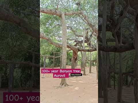 100 year old Banyan tree,Aurovil