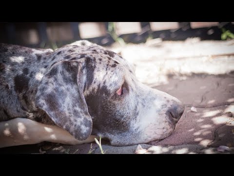 My Great Dane s Favorite Treats Yummy Snacks