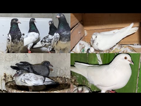 2 jory for sale lambi nok waly || breeding progress 2024 || kitny bachy nikly