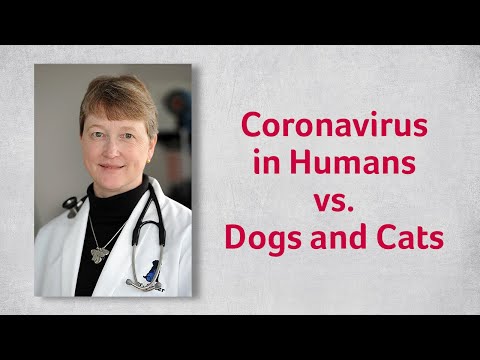 Coronavirus in Humans vs Dogs and Cats