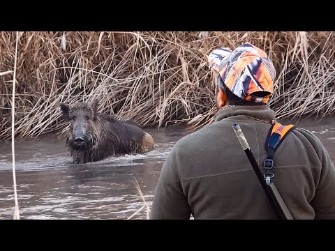 SUYA GİREN DOMUZLARA ATMADIK - HUNTER DOESN'T SHOOT SWIMMING BOARS