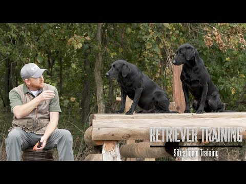 Train Your Labrador For Duck Hunting Situations