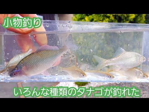 【Micro Fishing】近くの小川でいろんな種類のタナゴが釣れた！(バラタナゴ　ヤリタナゴ　カネヒラ)　