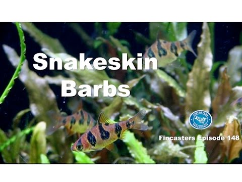 Snakeskin Barbs Fincasters Episode 148