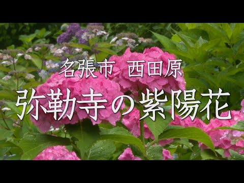 #9 名張市西田原 弥勒寺の紫陽花