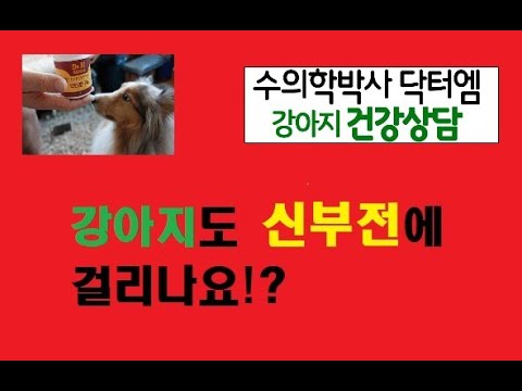 강아지 신부전은 치료가 안된다는데, 어떻게 해야 하나요?