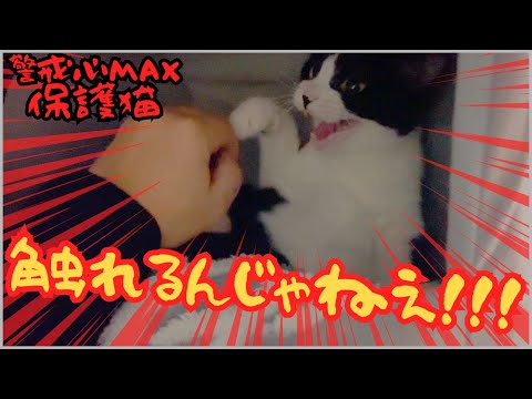 【保護猫】警戒心が尋常じゃない子猫を引き取った結果…【爆食ダイエット夫婦の日常】