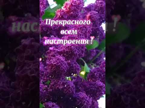 Доброе утро! Хорошего дня и отличного настроения!