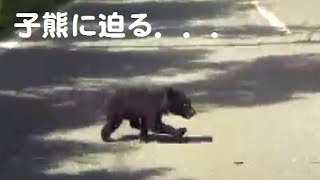 A car approaching in front of the crossing bear, then the mother bear. . .【Nature Iwate】