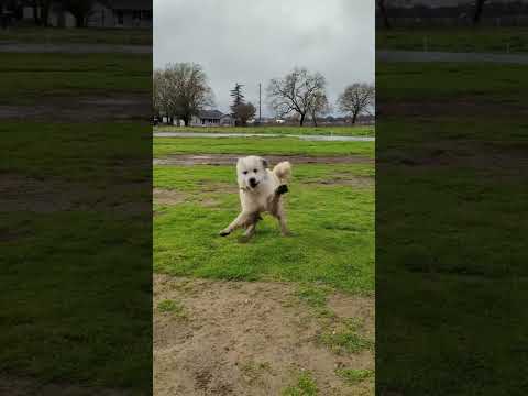 funny Great Pyrenees dog #dog #cute #funny