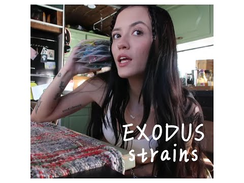 12 DAYS OF MERRYJUANA DAY 5- EXODUS/EXOCLUB STRAIN REVIEW