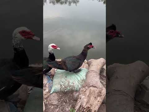 đôi thiên nga thi đấu tiktok #comedyvideos #fishing #motherhen #карелия #venomouscobra