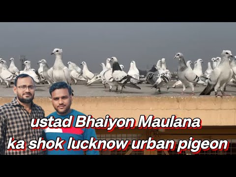 ustad bhaiyon Maulana ka shok lucknow urban pigeon lover 🕊️