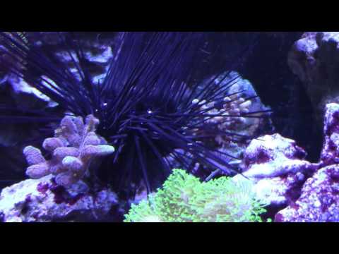 Coral Update Reef Vlog 4-15-16