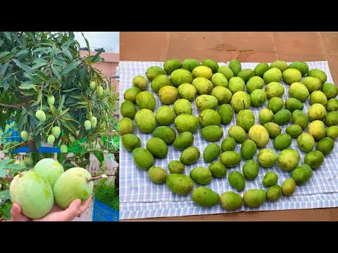 Biggest Harvesting Of Organic Mangoes From My Terrace Garden // Mango Harvesting