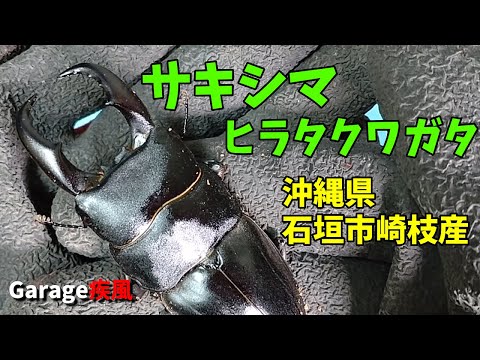 サキシマヒラタクワガタ　羽化個体を確認します　#クワガタ