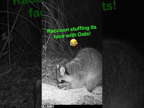 Raccoon can't help itself from having an OAT FEAST! #trailcam #wildlife #theoutdoortheater #animals