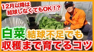 Tips for Growing Unheaded Chinese Cabbage from a Japanese Farmer !