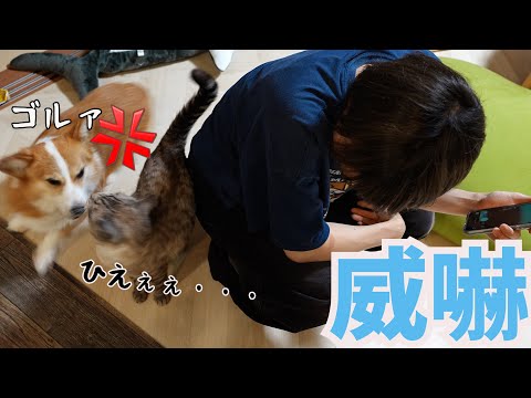 愛する長男にマーキングする猫にブチギレるコーギー犬