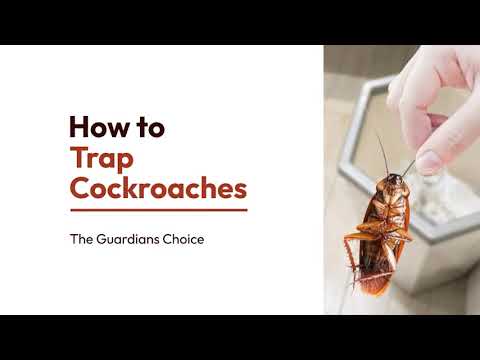 3 Ways to Trap Cockroaches | How to Trap Cockroaches | The Guardians Choice