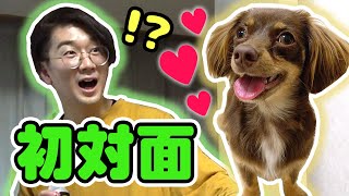 【どっきり】よっちに内緒で、いきなり愛犬を会わせてみたら大興奮！🐶♡【ぷんた】