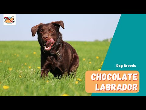 Chocolate Labrador: A Complete Guide to The Rare, Irresistible Lab Dog!