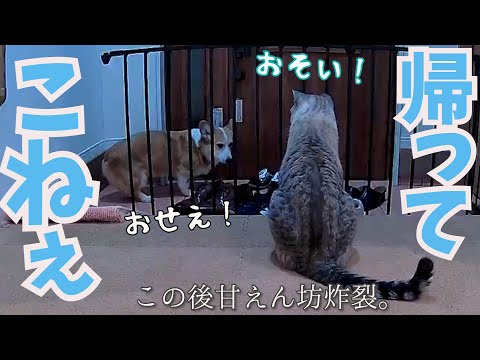 夜遅くまで帰ってこない母を玄関で待ち続ける犬猫が尊い