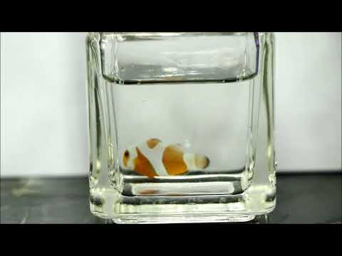 人工Y公子小丑Y Type Ocellaris Clownfish（Captive-Bred，Hybrid）use2K