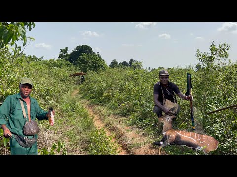 Deer jumped more than 6ft high to escape the hunters - hunting adventure Day1 - Hunting Ep44