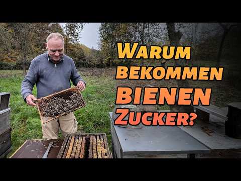 Was machen Bienen im Winter? Vom Zittern, Futtern und Kuscheln