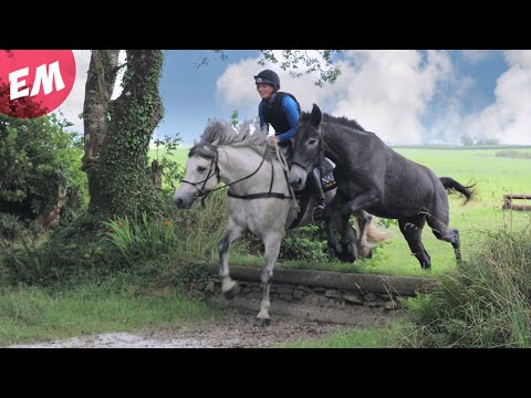 Mule tries XC schooling for the first time