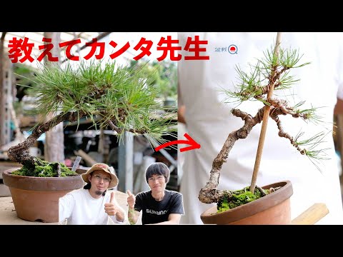 [Beginner] Bending and pruning of red pine taught by Mr. Kanta [Bonsai Q]