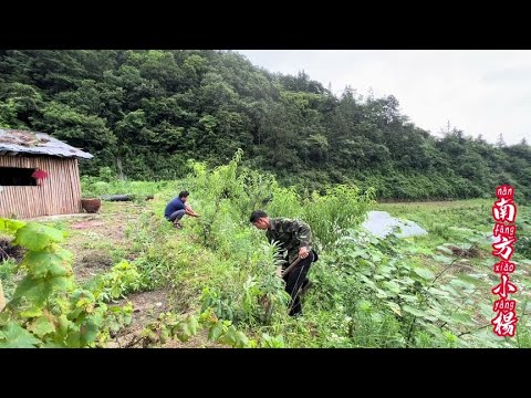 种了几年的果树送人了，顺便再挖一条路出来 #我的乡村生活