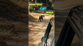 Beautiful Cat Walk🐅 | Satpura Tiger Reserve #tiger #catwalk #wildlife #madhai #mptourism