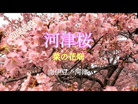 【河津桜と菜の花畑】2023/2/23に伊豆に河津桜を観に行ってきました。南伊豆町と河津町の両方を巡ってきました。ほぼ満開でした。また南伊豆の方では一面の菜の花畑も見てきました【お出かけvlog】