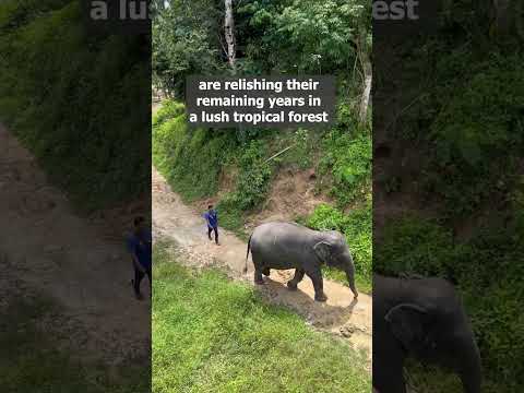 A haven for Rescued Elephants, Thailand🇹🇭 | Phuket Elephant Sanctuary #elephantlove