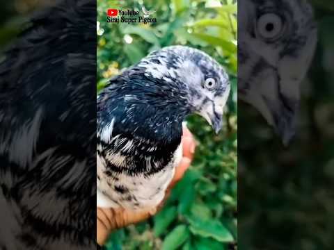 Kalsira Rampuri Nor#kabootar#madrasipigeoninkolkata #viralshorts#antique #viralvideo #madrasipigeon