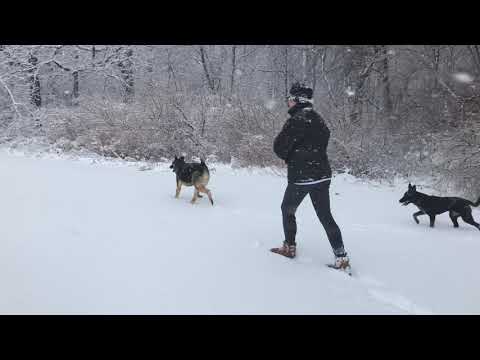 Ep124 Dogs Off-Leash Fun in the SNOW! German shepherd & a blue heeler having a blast in Snow Storm