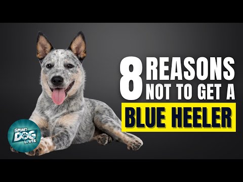 8 Reasons Why You Should Not Get a Blue Heeler