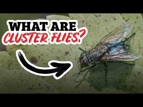 What's Behind the Sudden CLUSTER FLY Infestation? | Around Town