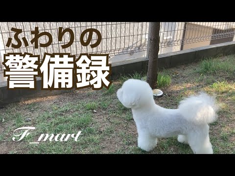 ふわりの警備録　-ビションフリーゼ犬-