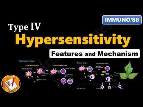 Type IV Hypersensitivity Reactions: Features and Mechanism (FL-Immuno/88)