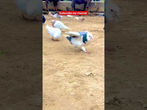 Ground roller pigeon kabutar// #pigeon #beautiful #funny #whitepigeon #pigeontypes #dog #pigeonlove